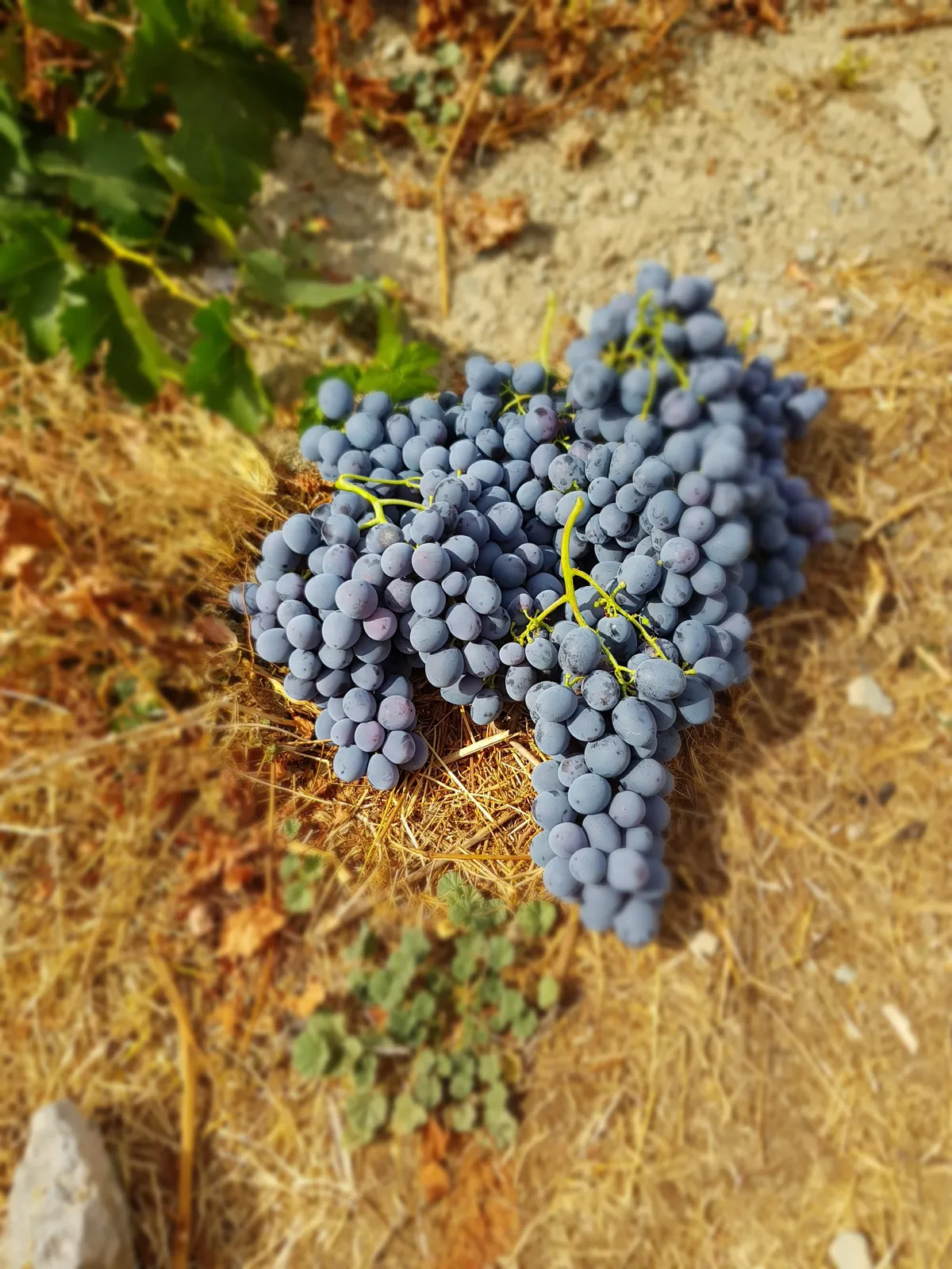 Cimin Üzümü (Karaerik)