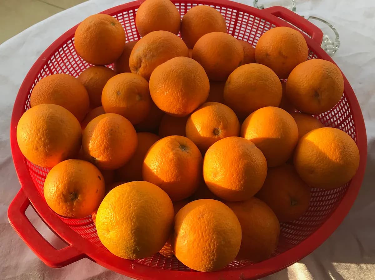 Kozan Portakalı