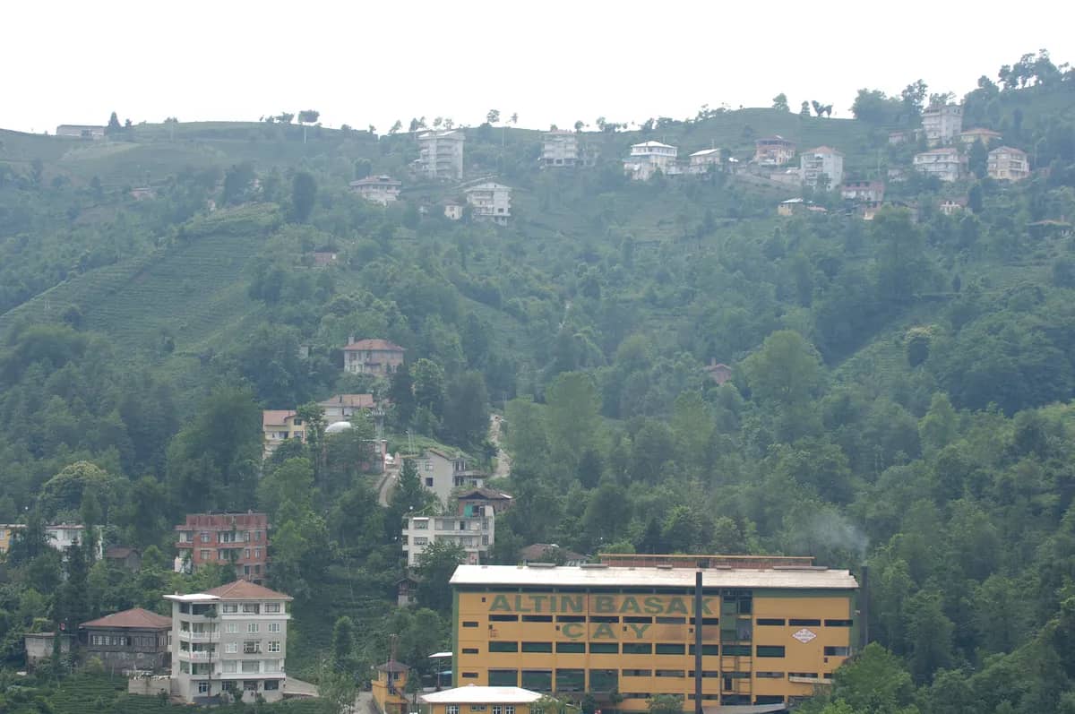 Rize Çayı