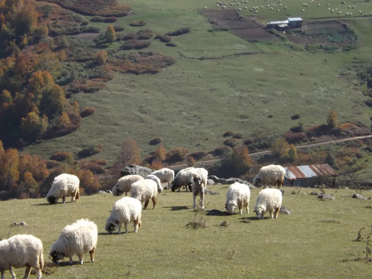 Adatepe Obası ve Yaylası