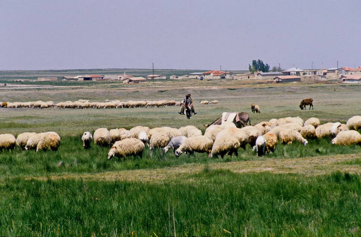 Bolluk Gölü ve Flamingo Cenneti Tabiat Parkı