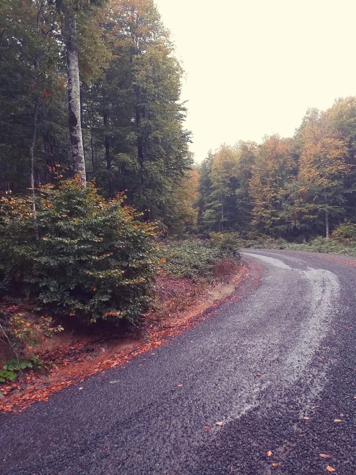 Eriklitepe Tabiat Parkı ve Samanlı Kayın Ormanları (950 m)