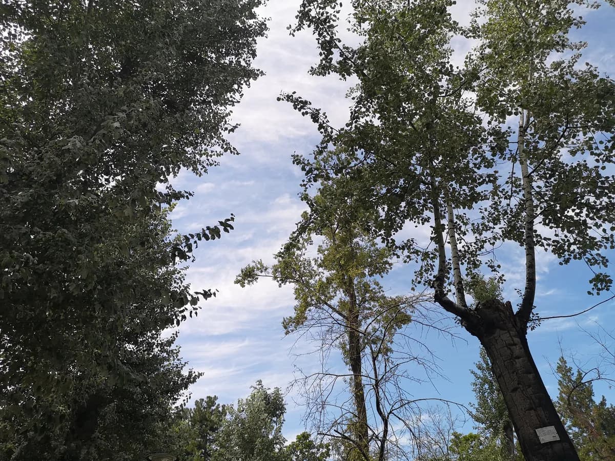 Kuğulu Park ve Göleti Tabiat Parkı Mesire Alanı