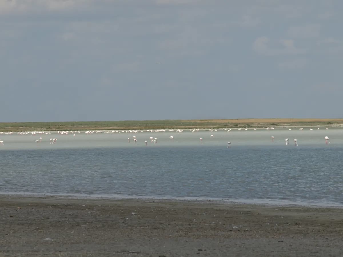 Seyfe Gölü Tabiatı Koruma Alanı ve Kuş Cenneti (Ramsar Alanı)