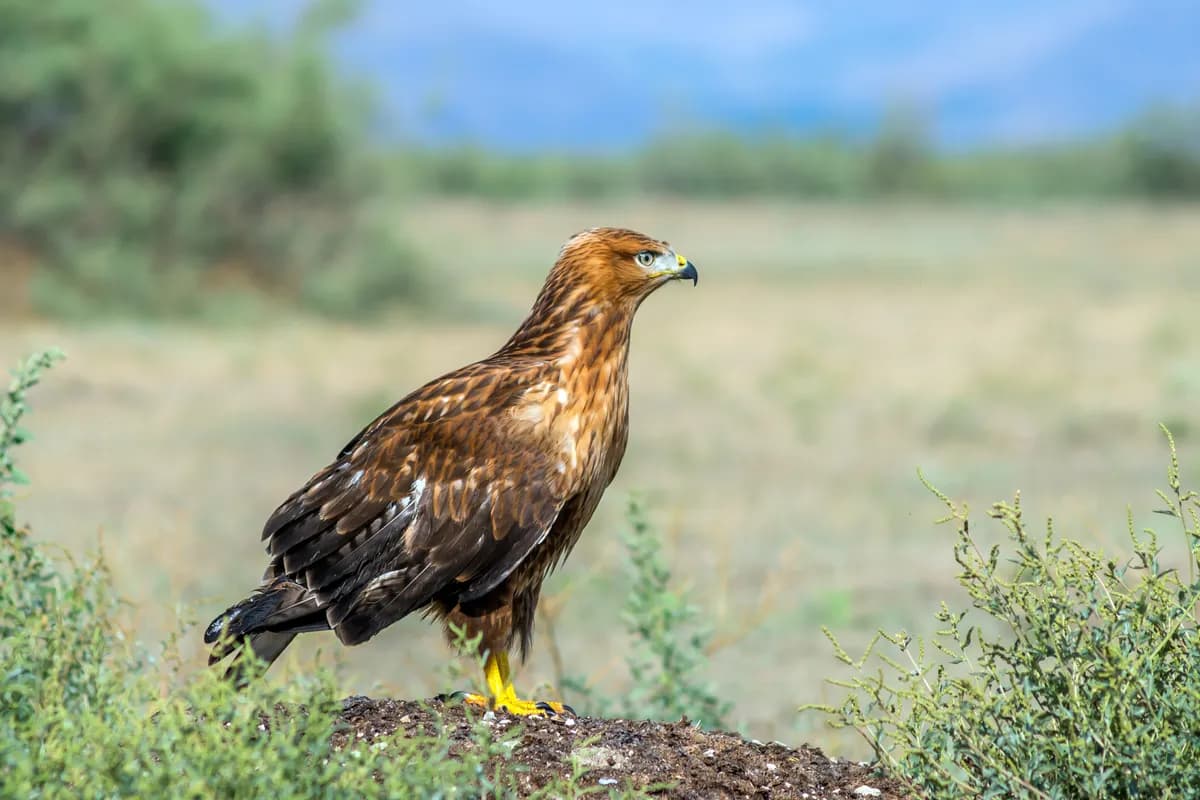 Sultan Sazlığı Milli Parkı ve Kuş Cenneti (Ramsar Alanı)